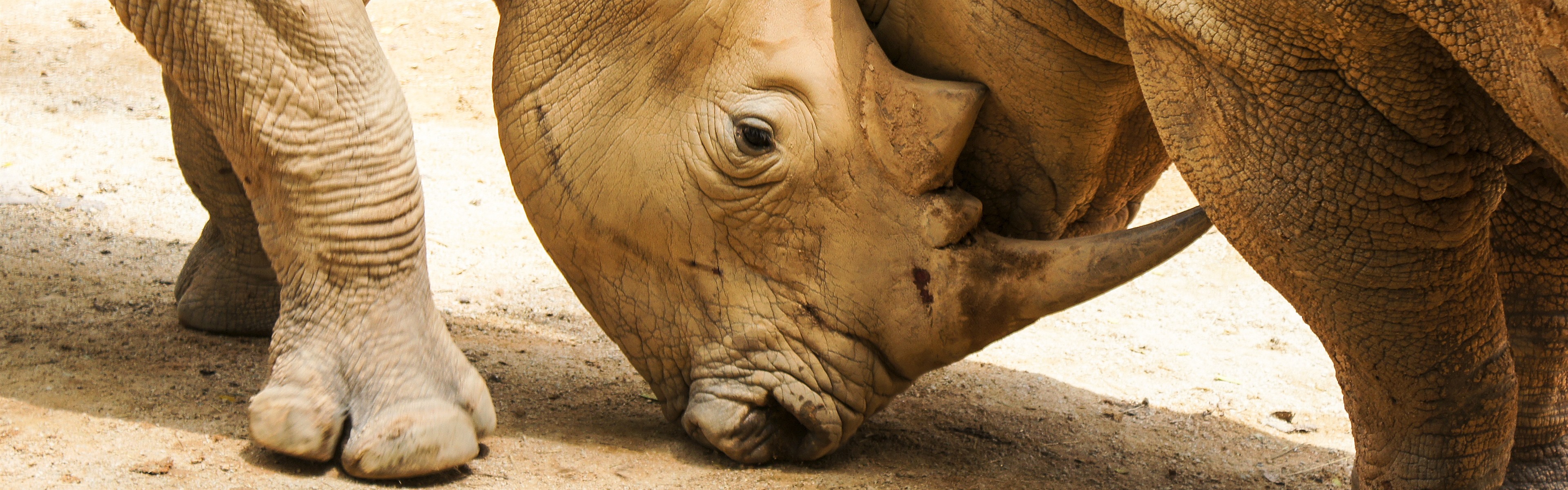 苹果版犀牛中文版(犀牛苹果建模教程图解)-第3张图片-QuickQ官网