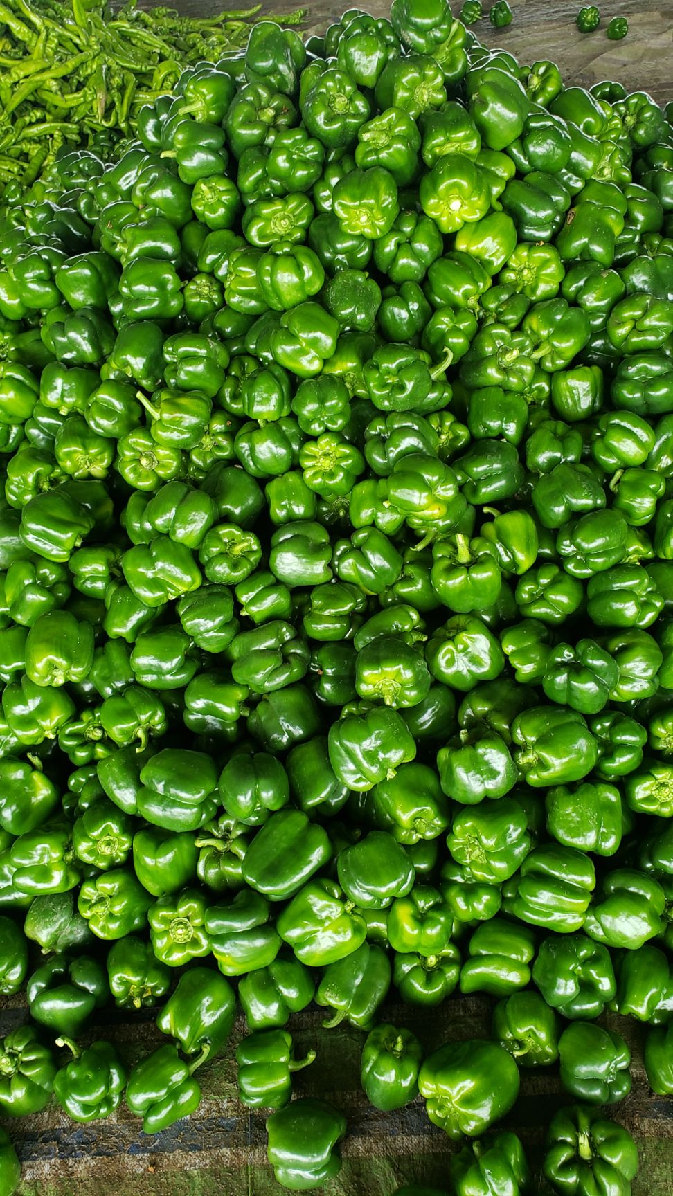 甜椒root手机版(甜椒的功效与作用及食用方法)-第1张图片-QuickQ官网 甜椒root手机版(甜椒的功效与作用及食用方法)-第1张图片-QuickQ官网