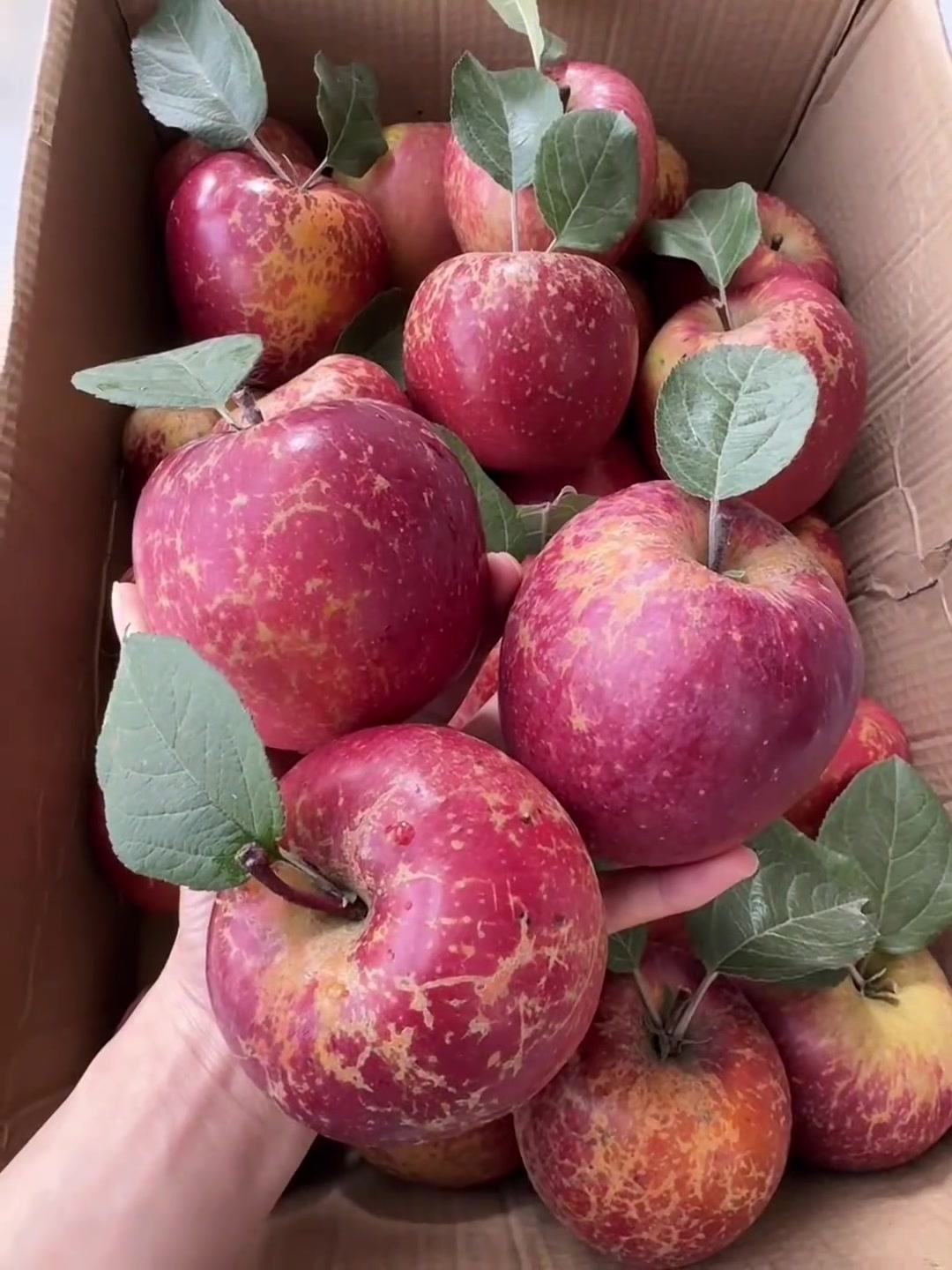 贫民版苹果(贫民游戏推荐)-第3张图片-QuickQ官网