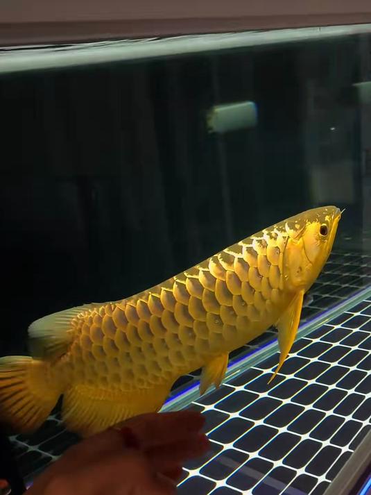 金龙捕鱼手机版(有金龙的捕鱼游戏)