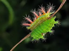 包含虫子手机版游戏下载的词条