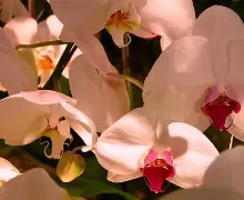 梦中的兰花手机版(梦中的兰花花 下载)